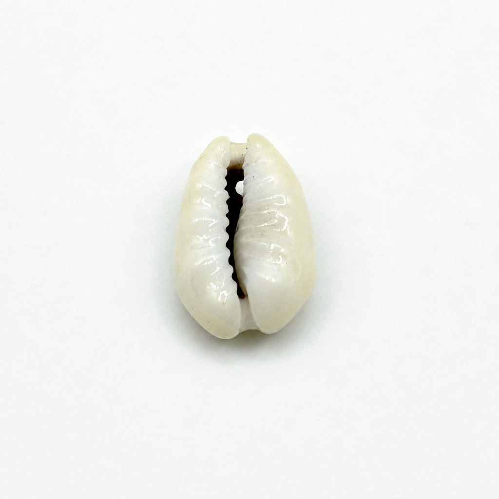 Coquillage, vue de face