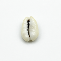 Coquillage, vue de face