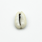 Coquillage, vue de face